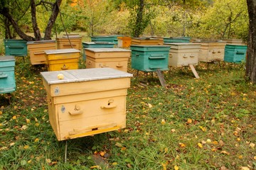 hives 1