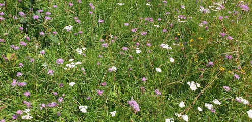 Wildflowers in the summer. Purple flowers in the meadow.