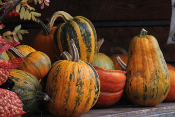 pumpkins 11