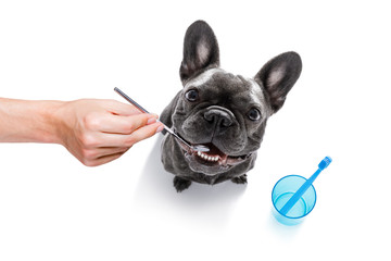 dental toothbrush dog - 278355945