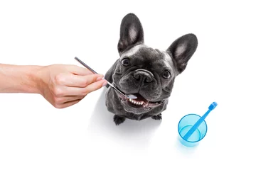 Printed roller blinds Crazy dog dental toothbrush dog