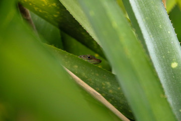 Green lizard on tropical plant
