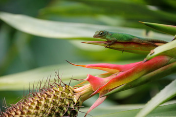 Green lizard on tropical flower