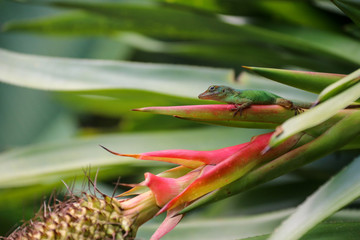 Green lizard on tropical flower