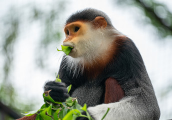 Red shanked Douc Langur (Pygathrix nemaeus)
