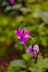 großblütiger fingerhut