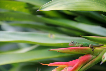 Green lizard on tropical flower