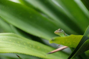 Green gecko on tropical plant