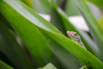 Green gecko on tropical plant