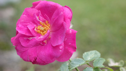 Hot Pink Rose