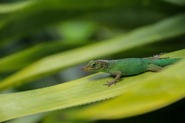 Green gecko on tropical plant