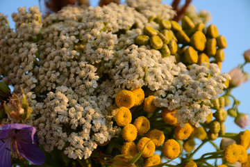  Field bouquet of medicinal flowers of tansy and yarrow against the sky