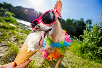 Foto op Plexiglas Grappige hond hond zomervakantie ijs likken