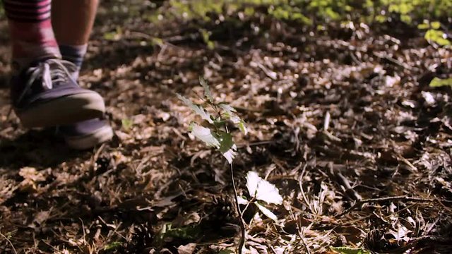Person steps on sapling in a forest (slow motion)