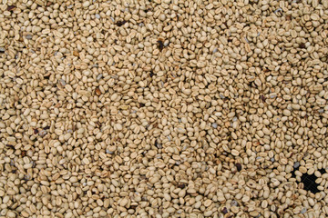 Coffee beans drying in sun close up