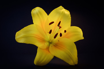 Fototapeta na wymiar Beautiful yellow lily flower close up on black background