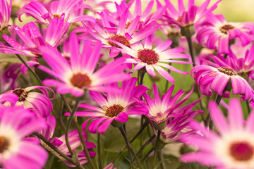 Background from Blossoming a garden camomile of pink color of a grade Pyrethrum