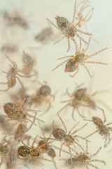 Nest with lots of little spiders, brood. Web close up. Arachnophobia, disgusting and scary concept. Insects phobia, horror, fear and disgust. Baby, reproduction, many offspring. Selective, soft focus