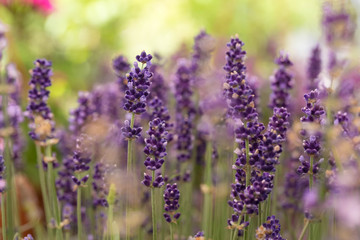 The blossoming field of a lavender. Close up