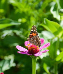 Beautiful lady butterfly on pink zinnia flower