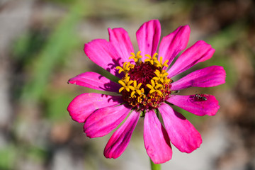 Obraz premium The ant sits on a zinnia flower