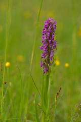 Blutrotes Knabenkraut (Dactylorhiza cruenta)