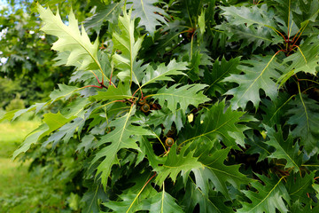 green leaves of the tree