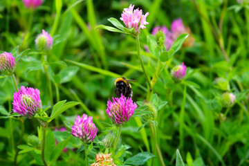 Bumblebee on a flower drinking nectar