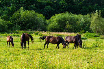 Horses grazing on a green meadow.