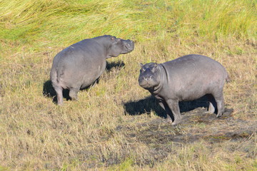 BOTSUANA(Safari ,Delta del Okawango,rio Zambece)