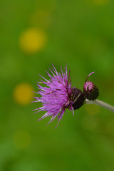 Blüte der Acker-Kratzdistel