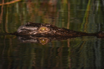 BOTSUANA(Safari ,Delta del Okawango,rio Zambece)