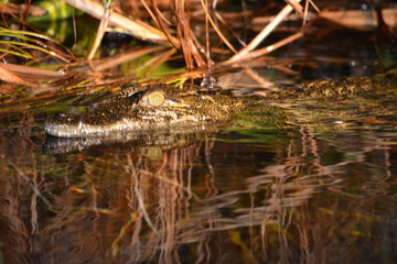 BOTSUANA(Safari ,Delta del Okawango,rio Zambece)