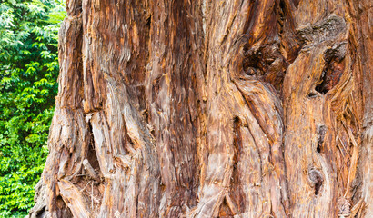 close-up of a sequoia/close-up of the stem of a sequoia
