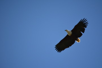 BOTSUANA(Safari ,Delta del Okawango,rio Zambece)