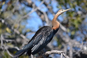 BOTSUANA(Safari ,Delta del Okawango,rio Zambece)