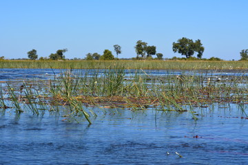 BOTSUANA(Safari ,Delta del Okawango,rio Zambece)