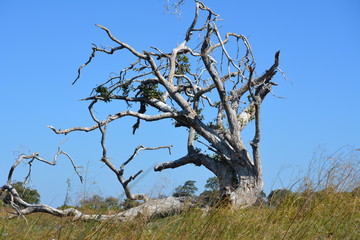 BOTSUANA(Safari ,Delta del Okawango,rio Zambece)