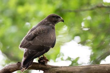 Mäusebussard