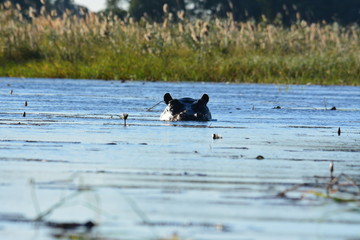 BOTSUANA(Safari ,Delta del Okawango,rio Zambece)