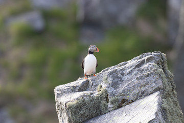 Papageientaucher