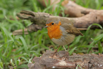 robin on a branch