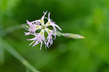 Blüten der Kuckucks-Lichtnelke