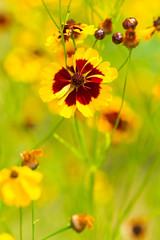 Beautiful Golden coreopsis flower blooming in the summer. Close up.