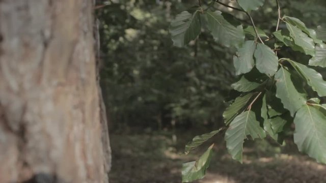 Person walking in a forest behind leafes (slow motion)