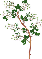 Blackberry branch (floricane) with white flowers and green leaves isolated on white background