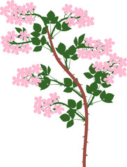 Blackberry branch (floricane) with pink flowers and green leaves isolated on white background