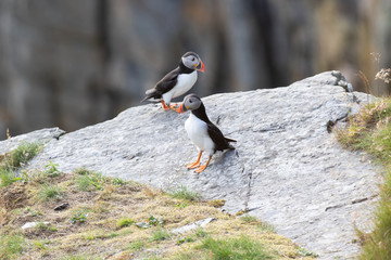 Papageientaucher