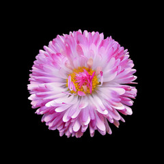 Pink aster isolated on a black background
