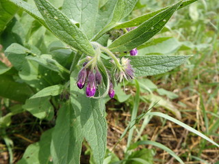 Violet flowers of Common comfrey or true comfrey (Symphytum officinale, slippery-root, Quaker comfrey, cultivated comfrey)